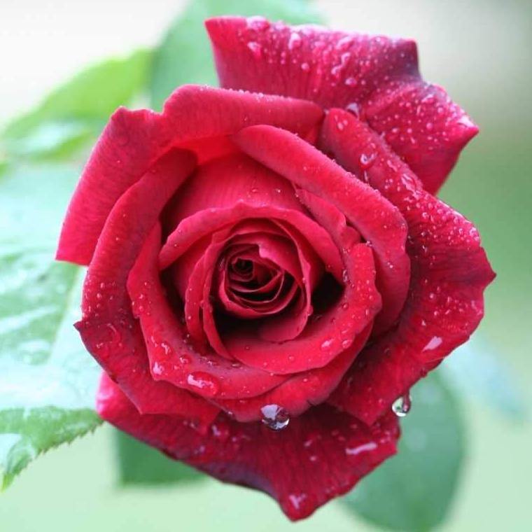 JUBILE PAPA MEILLAND ® Butasi trandafiri de gradina butaşi trandafiri de grădină în ghiveci sau rădăcină liberă