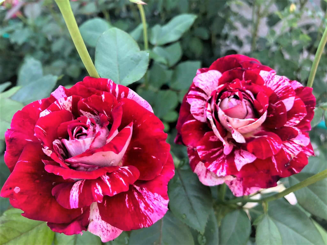 Julio Iglesias ® Trandafir Teahibrid butaşi trandafiri de grădină în ghiveci sau rădăcină liberă