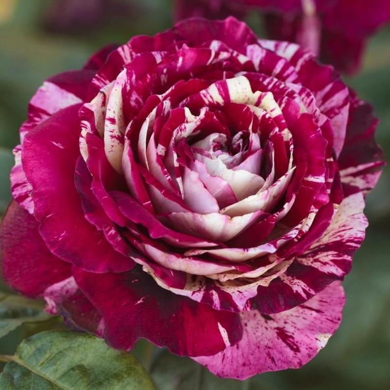 Julio Iglesias ® Trandafir Teahibrid butaşi trandafiri de grădină în ghiveci sau rădăcină liberă