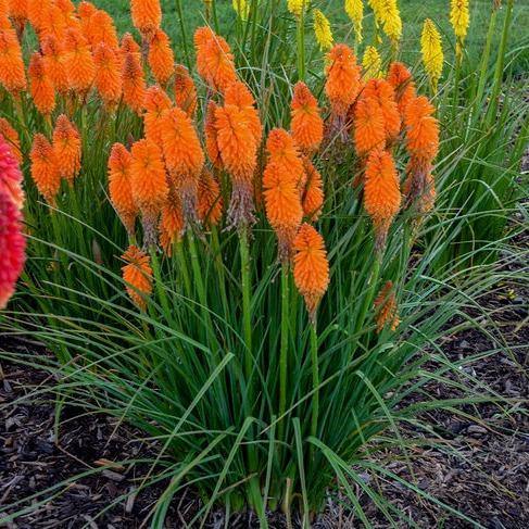 Kniphofia uvaria: PYROMANIA ORANGE BLAZE butaşi trandafiri de grădină în ghiveci sau rădăcină liberă