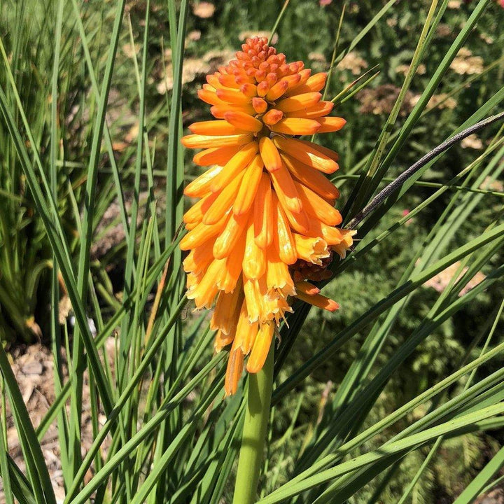 Kniphofia uvaria: PYROMANIA ORANGE BLAZE butaşi trandafiri de grădină în ghiveci sau rădăcină liberă