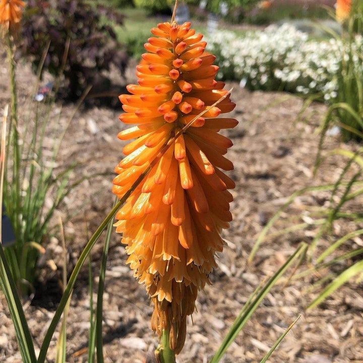 Kniphofia uvaria: PYROMANIA ORANGE BLAZE butaşi trandafiri de grădină în ghiveci sau rădăcină liberă