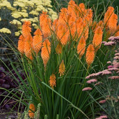 Kniphofia uvaria: PYROMANIA ORANGE BLAZE butaşi trandafiri de grădină în ghiveci sau rădăcină liberă