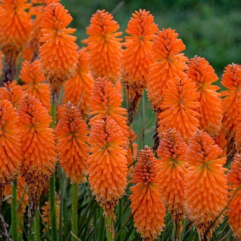 Kniphofia uvaria: PYROMANIA ORANGE BLAZE butaşi trandafiri de grădină în ghiveci sau rădăcină liberă