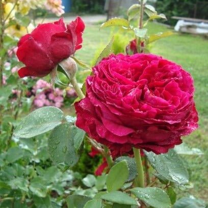 La Rose Des 4 Vents ® Trandafir Floribunda butaşi trandafiri de grădină în ghiveci sau rădăcină liberă