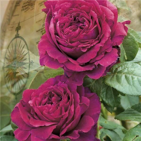 La Rose Des 4 Vents ® Trandafir Floribunda butaşi trandafiri de grădină în ghiveci sau rădăcină liberă
