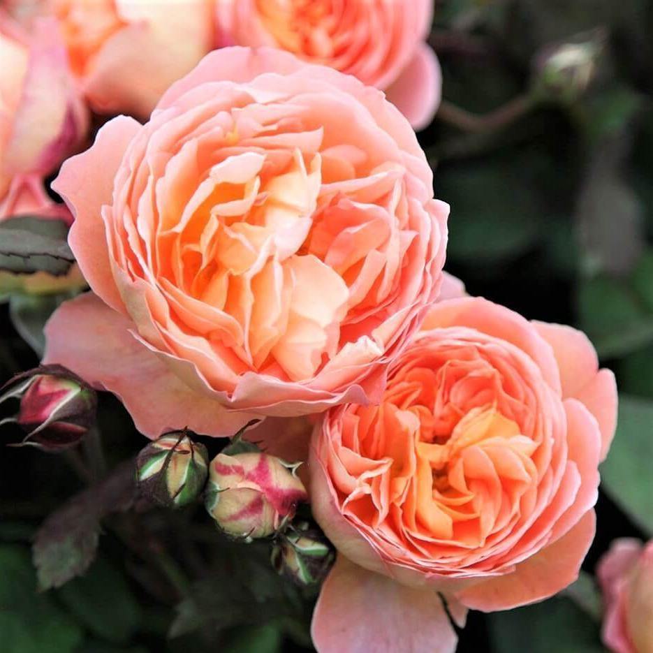 Lady Emma Hamilton ® Butași trandafiri de gradină butaşi trandafiri de grădină în ghiveci sau rădăcină liberă