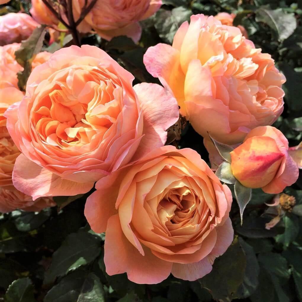 Lady Emma Hamilton ® Butași trandafiri de gradină butaşi trandafiri de grădină în ghiveci sau rădăcină liberă