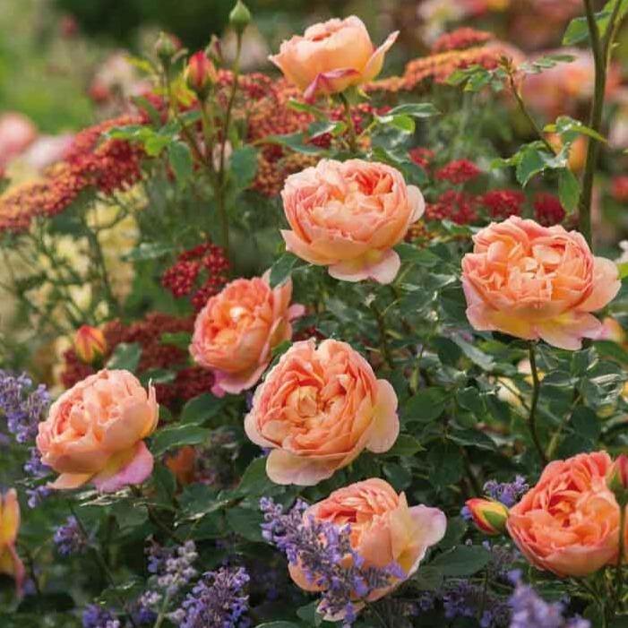 Lady of Shalott ® Trandafir Englezesc Floribunda butaşi trandafiri de grădină în ghiveci sau rădăcină liberă