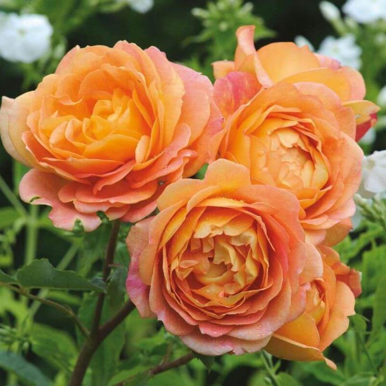 Lady of Shalott ® Trandafir Englezesc Floribunda butaşi trandafiri de grădină în ghiveci sau rădăcină liberă