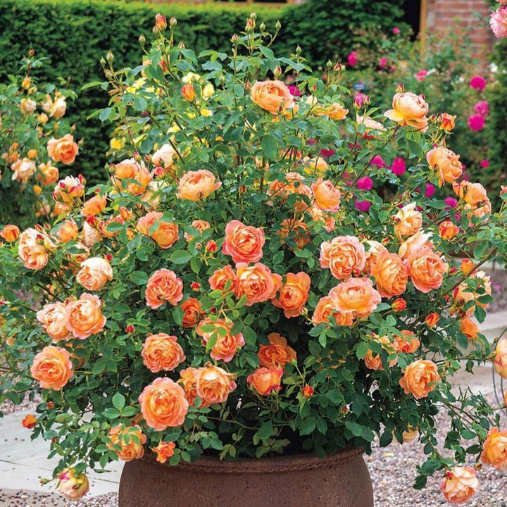 Lady of Shalott ® Trandafir Englezesc Floribunda butaşi trandafiri de grădină în ghiveci sau rădăcină liberă