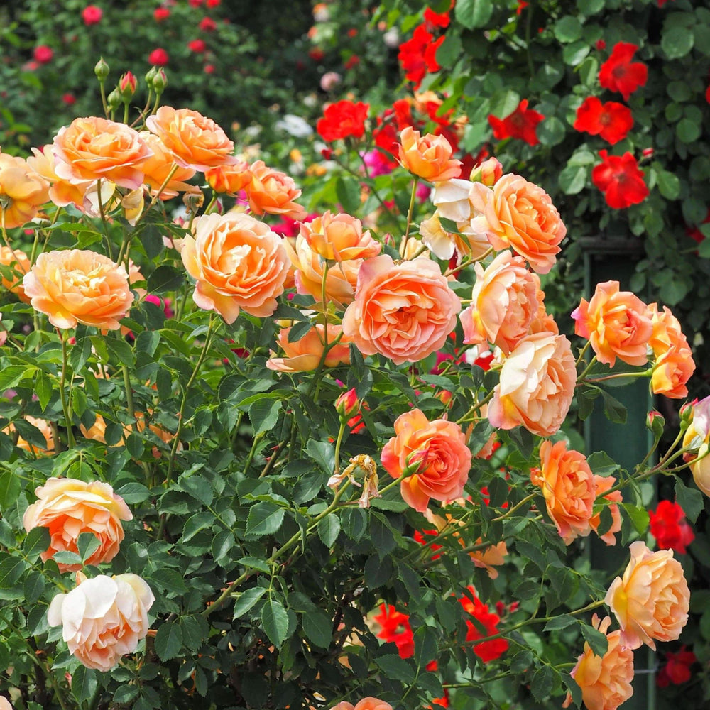 Lady of Shalott ® Trandafir Englezesc Floribunda butaşi trandafiri de grădină în ghiveci sau rădăcină liberă