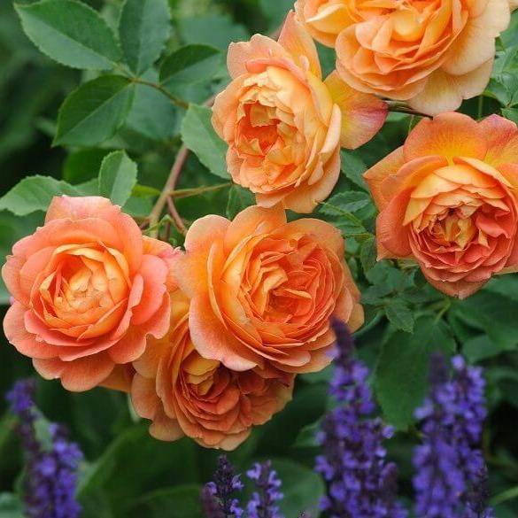 Lady of Shalott ® Trandafir Englezesc Floribunda butaşi trandafiri de grădină în ghiveci sau rădăcină liberă