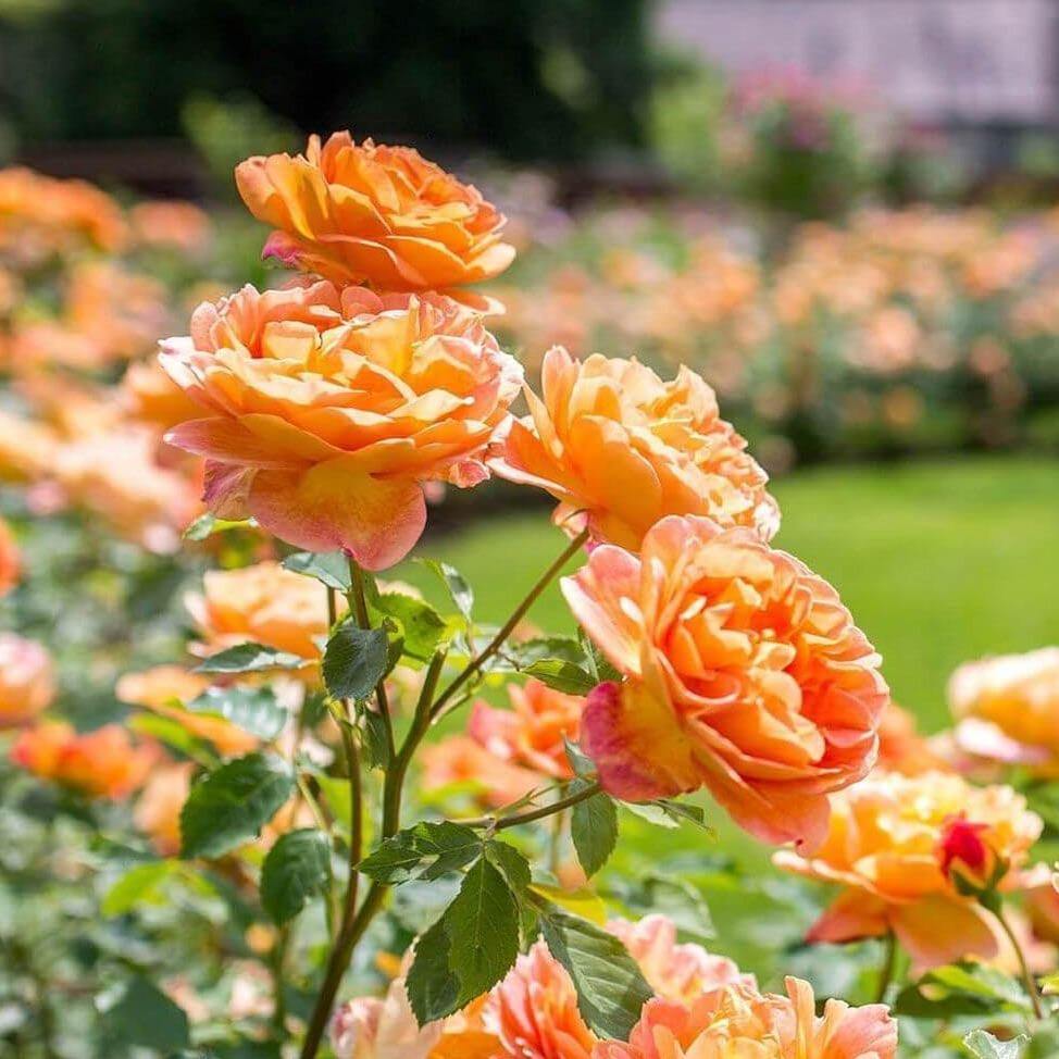 Lady of Shalott ® Trandafir Englezesc Floribunda butaşi trandafiri de grădină în ghiveci sau rădăcină liberă