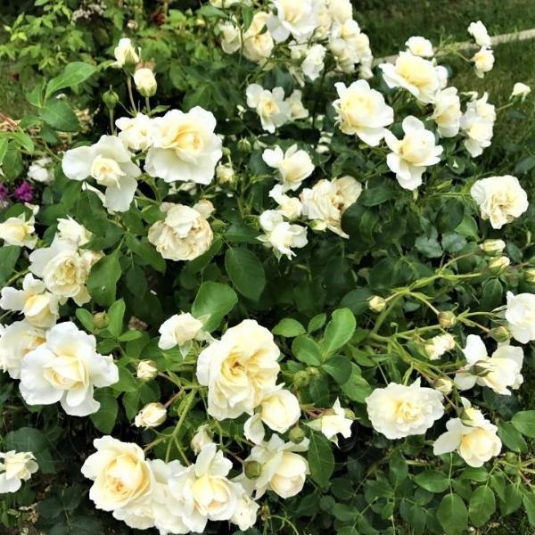 Lady Romantica ® Trandafir Floribunda butaşi trandafiri de grădină în ghiveci sau rădăcină liberă