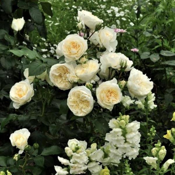 Lady Romantica ® Trandafir Floribunda butaşi trandafiri de grădină în ghiveci sau rădăcină liberă