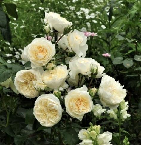 Lady Romantica ® Trandafir Floribunda butaşi trandafiri de grădină în ghiveci sau rădăcină liberă