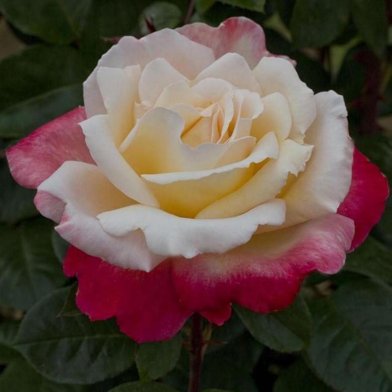 Laetitia Casta ® Trandafir Teahibrid butaşi trandafiri de grădină în ghiveci sau rădăcină liberă