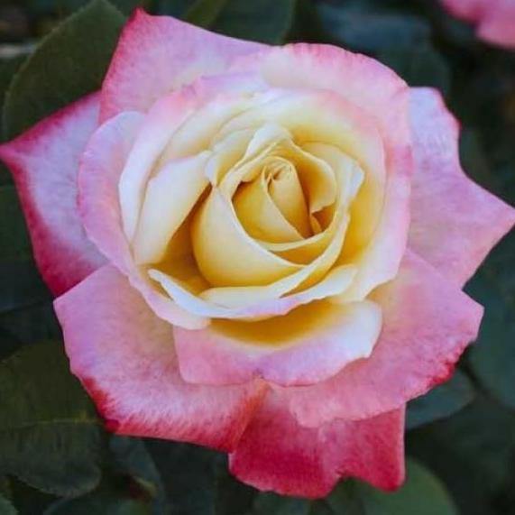 Laetitia Casta ® Trandafir Teahibrid butaşi trandafiri de grădină în ghiveci sau rădăcină liberă