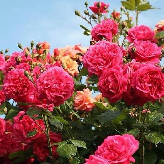 Laguna ® Trandafir Cățărător Urcător butaşi trandafiri de grădină în ghiveci sau rădăcină liberă