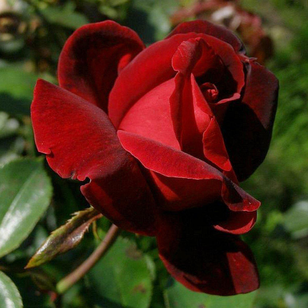 Le Rouge et Le Noir ® Trandafir Teahibrid butaşi trandafiri de grădină în ghiveci sau rădăcină liberă