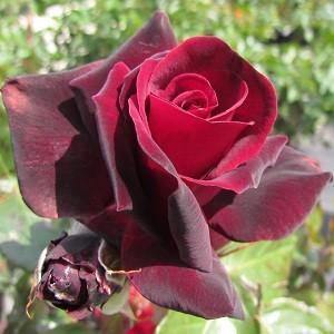 Le Rouge et Le Noir ® Trandafir Teahibrid butaşi trandafiri de grădină în ghiveci sau rădăcină liberă