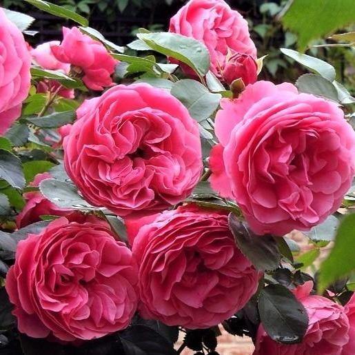 Leonardo da Vinci ® Trandafir Floribunda butaşi trandafiri de grădină în ghiveci sau rădăcină liberă