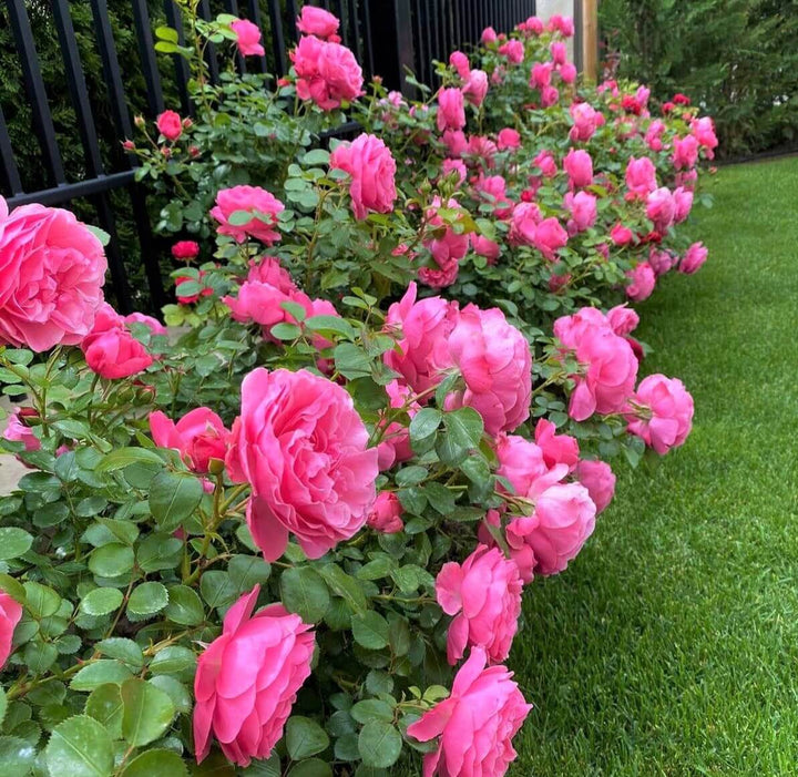 Leonardo da Vinci ® Trandafir Floribunda butaşi trandafiri de grădină în ghiveci sau rădăcină liberă