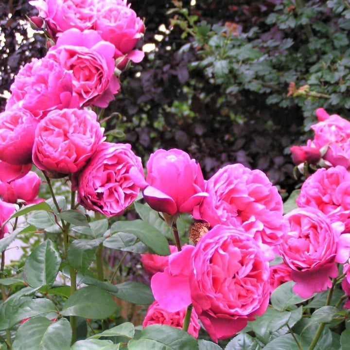 LINE RENAUD ® Butasi trandafiri de gradina butaşi trandafiri de grădină în ghiveci sau rădăcină liberă