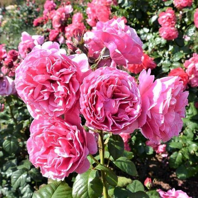 LINE RENAUD ® Butasi trandafiri de gradina butaşi trandafiri de grădină în ghiveci sau rădăcină liberă