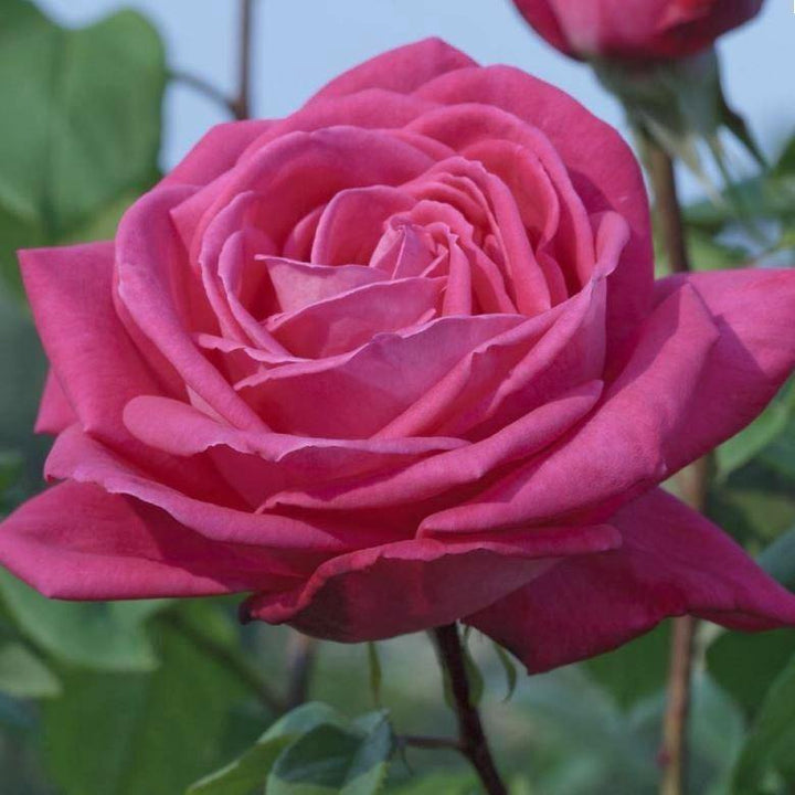 Lolita Lempicka ® Trandafir Cățărător Urcător butaşi trandafiri de grădină în ghiveci sau rădăcină liberă