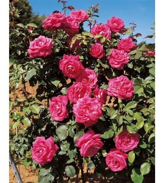 Lolita Lempicka ® Trandafir Cățărător Urcător butaşi trandafiri de grădină în ghiveci sau rădăcină liberă