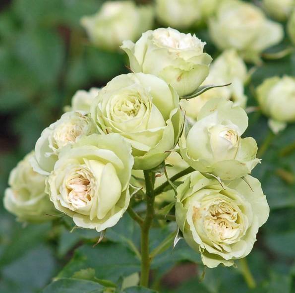 Lovely Green ® Trandafir Floribunda butaşi trandafiri de grădină în ghiveci sau rădăcină liberă