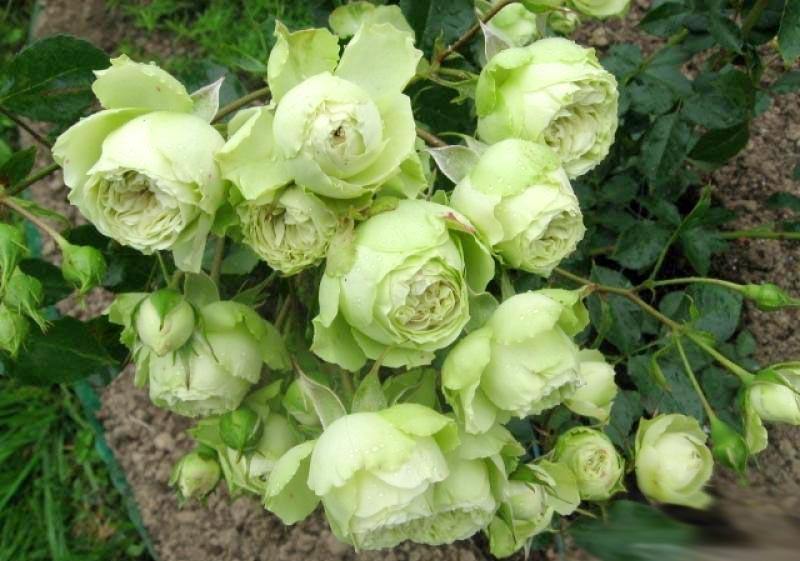 Lovely Green ® Trandafir Floribunda butaşi trandafiri de grădină în ghiveci sau rădăcină liberă