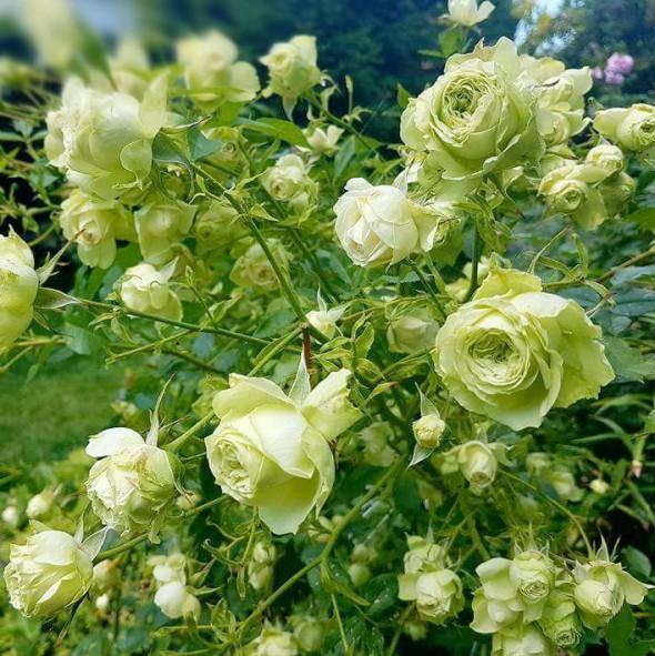 Lovely Green ® Trandafir Floribunda butaşi trandafiri de grădină în ghiveci sau rădăcină liberă