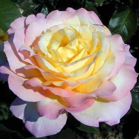 Madame A. MEILLAND (Peace Rose) ® Butasi trandafiri de gradina butaşi trandafiri de grădină în ghiveci sau rădăcină liberă
