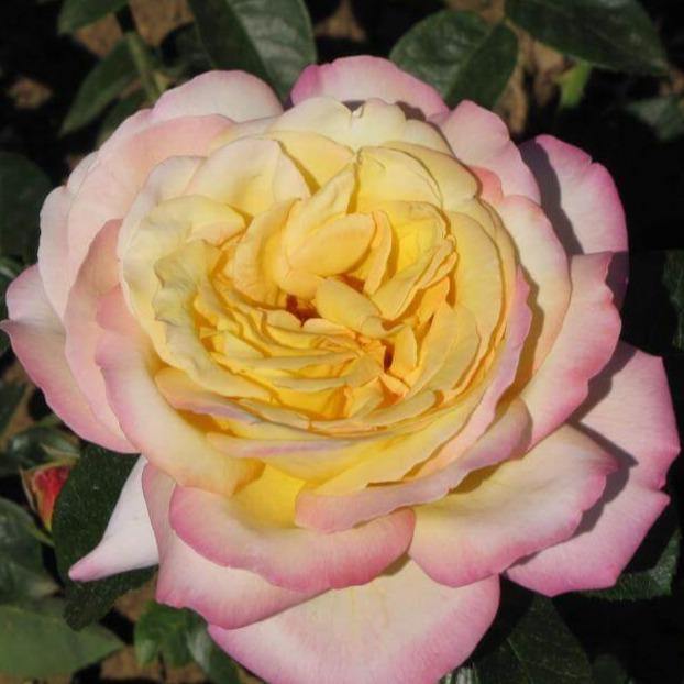 Madame A. MEILLAND (Peace Rose) ® Butasi trandafiri de gradina butaşi trandafiri de grădină în ghiveci sau rădăcină liberă