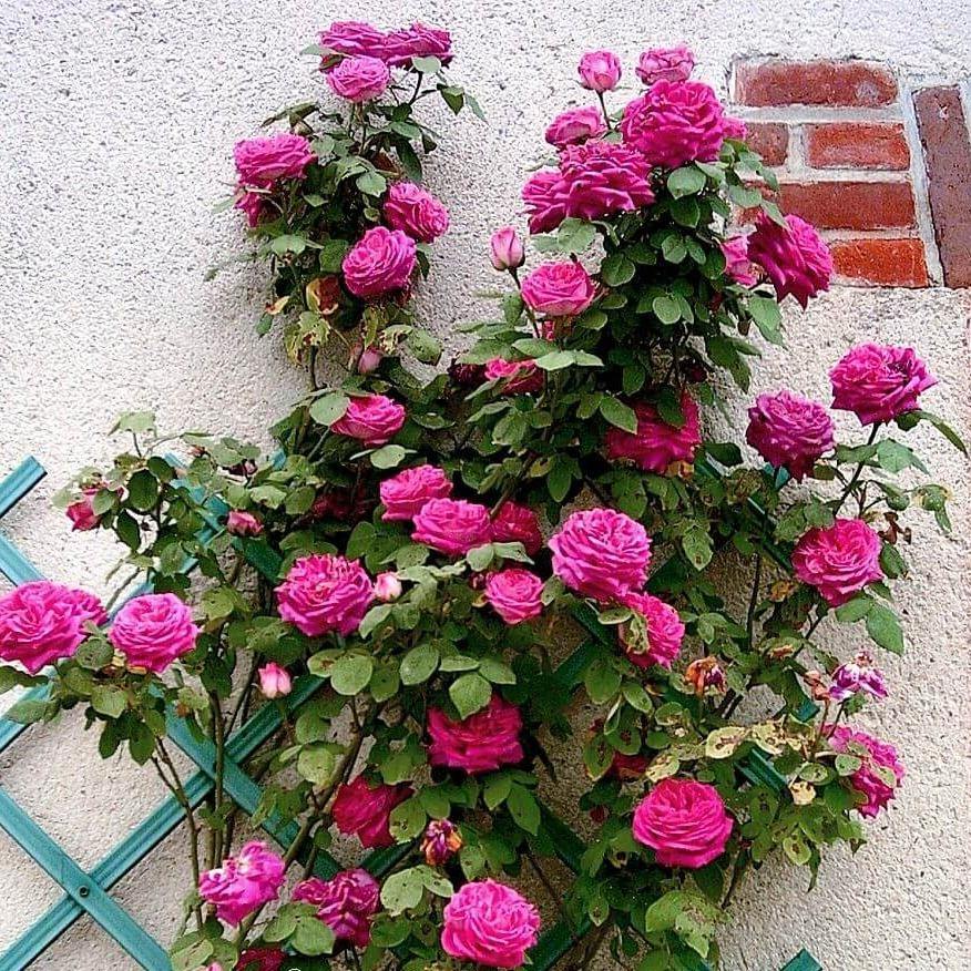 Madame Isaac Pereire ® Trandafir Cățărător Urcător butaşi trandafiri de grădină în ghiveci sau rădăcină liberă