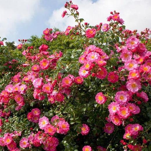 MAGIC MEILLANDECOR ® Butasi trandafiri de gradina butaşi trandafiri de grădină în ghiveci sau rădăcină liberă