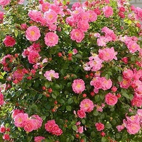 MAGIC MEILLANDECOR ® Butasi trandafiri de gradina butaşi trandafiri de grădină în ghiveci sau rădăcină liberă