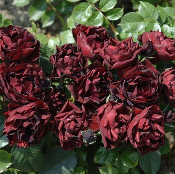 Malicorne ® Trandafir Floribunda butaşi trandafiri de grădină în ghiveci sau rădăcină liberă