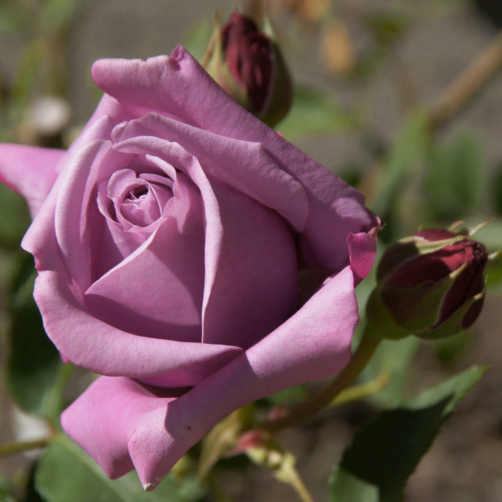 Mamy Blue ® Trandafir Teahibrid butaşi trandafiri de grădină în ghiveci sau rădăcină liberă