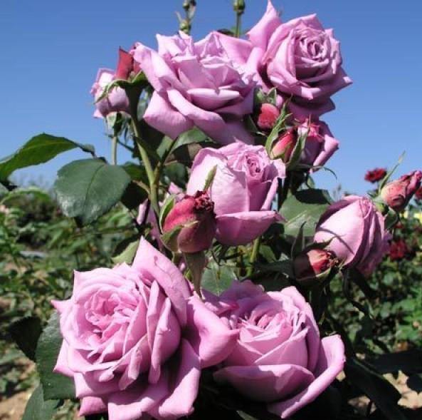 Mamy Blue ® Trandafir Teahibrid butaşi trandafiri de grădină în ghiveci sau rădăcină liberă