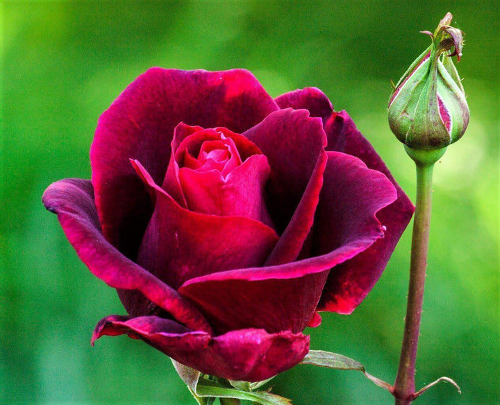 Mister Lincoln ® Trandafir Teahibrid butaşi trandafiri de grădină în ghiveci sau rădăcină liberă