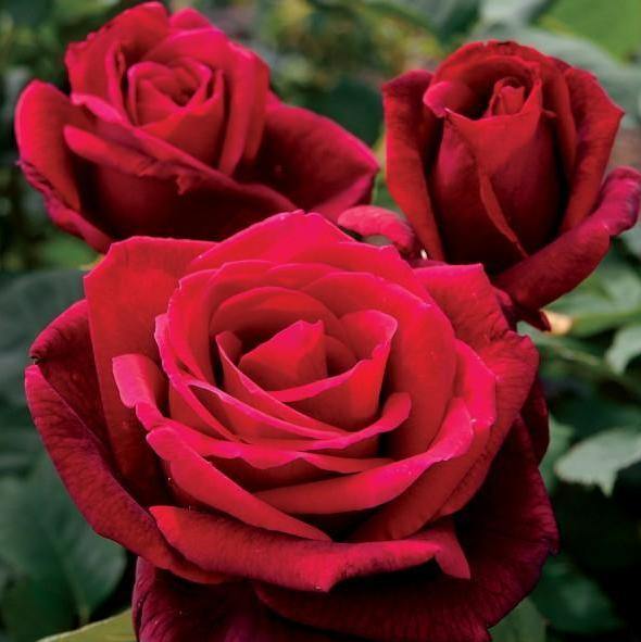 Mister Lincoln ® Trandafir Teahibrid butaşi trandafiri de grădină în ghiveci sau rădăcină liberă
