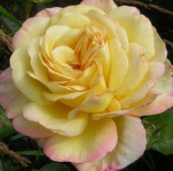 MITSOUKO ®' Trandafiri cu flori mari (teahibrizi ) butaşi trandafiri de grădină în ghiveci sau rădăcină liberă