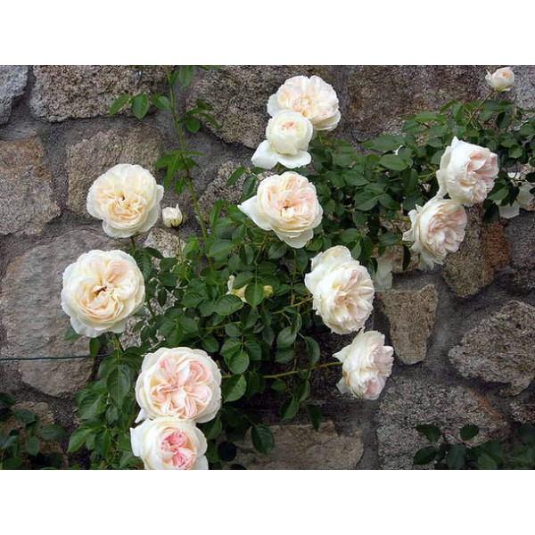 Mon Jardin et Ma Maison ® Trandafir Cățărător Urcător butaşi trandafiri de grădină în ghiveci sau rădăcină liberă
