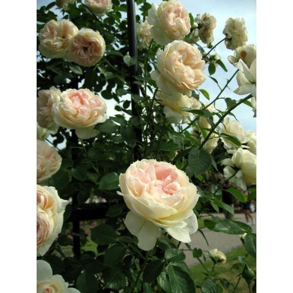 Mon Jardin et Ma Maison ® Trandafir Cățărător Urcător butaşi trandafiri de grădină în ghiveci sau rădăcină liberă