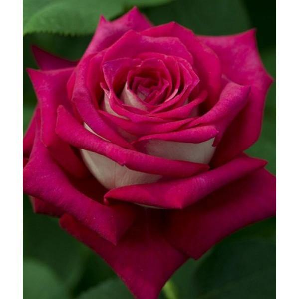 Monica Bellucci ® Trandafir Teahibrid butaşi trandafiri de grădină în ghiveci sau rădăcină liberă