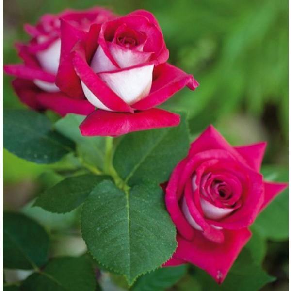 Monica Bellucci ® Trandafir Teahibrid butaşi trandafiri de grădină în ghiveci sau rădăcină liberă